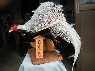 神鳥 白冠鳥 はっかんちょう の剥製 古道具のお店 ｙｏｂｕｙａ ｂｌｏｇ